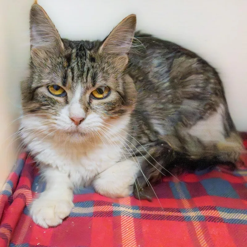An adult small-sized female Brown / Chocolate Domestic Medium Hair cat named Carmen for adoption in South Elgin, IL