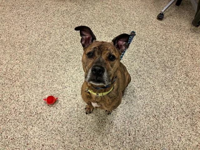 An adult medium-sized female Pit Bull Terrier dog named Nala for adoption in Colorado Springs, CO