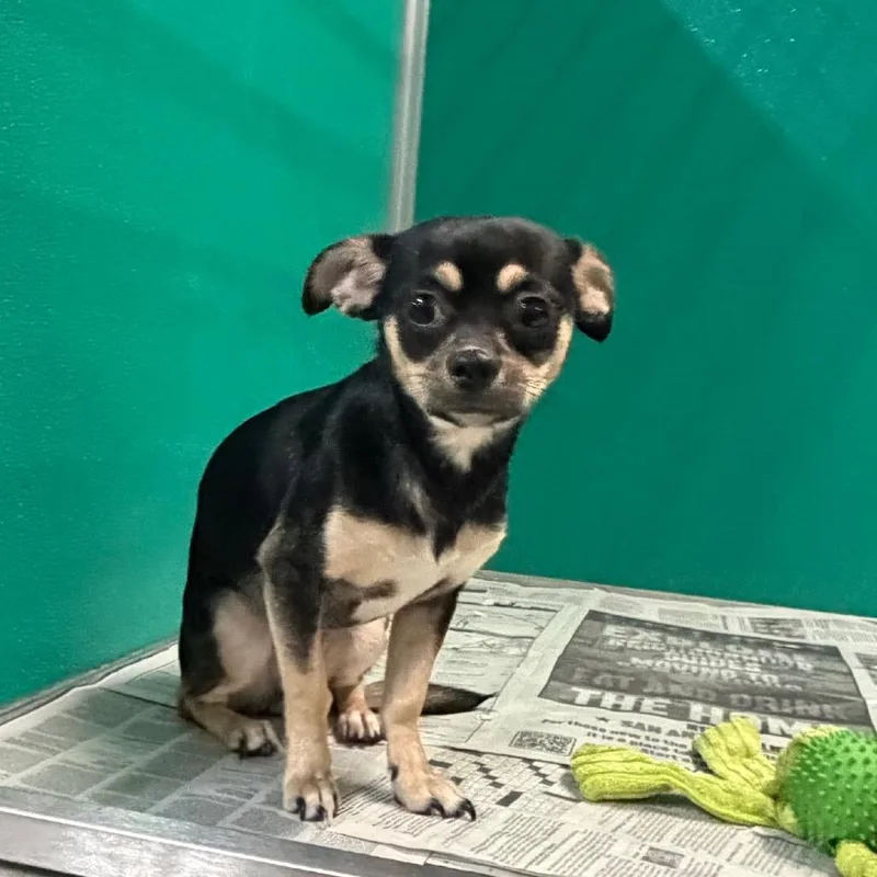 A baby medium-sized female Black Chihuahua dog named Rose for adoption in San Antonio, TX