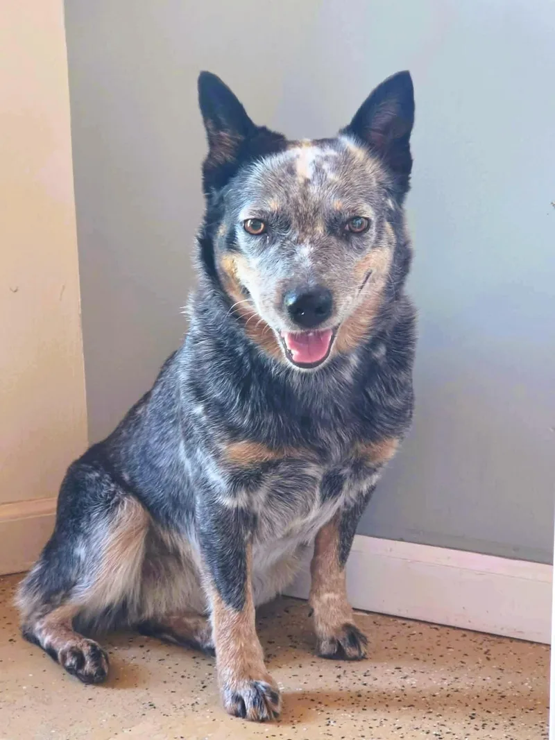 A young medium-sized female Cattle Dog dog named Daisy for adoption in ONeill, NE