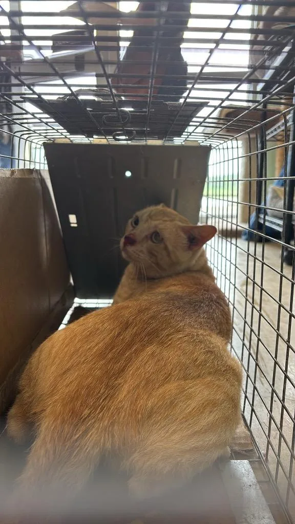 Thomas Cat