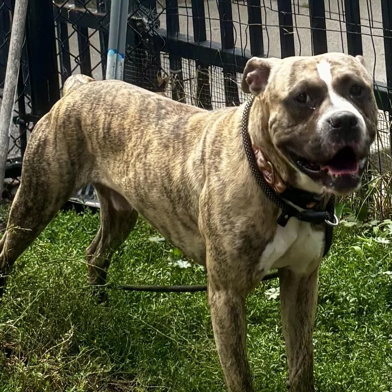 A young medium-sized male Brindle Pit Bull Terrier dog named Jackie Daytona for adoption in Buffalo, NY