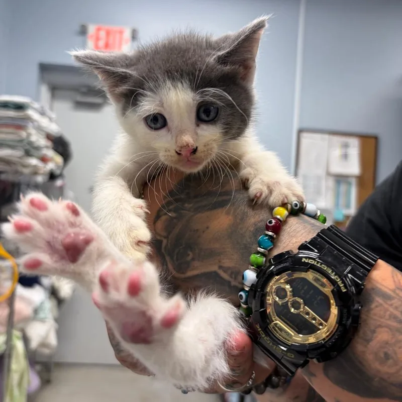 A baby small-sized male Black Domestic Short Hair cat named Amar for adoption in Milton, FL