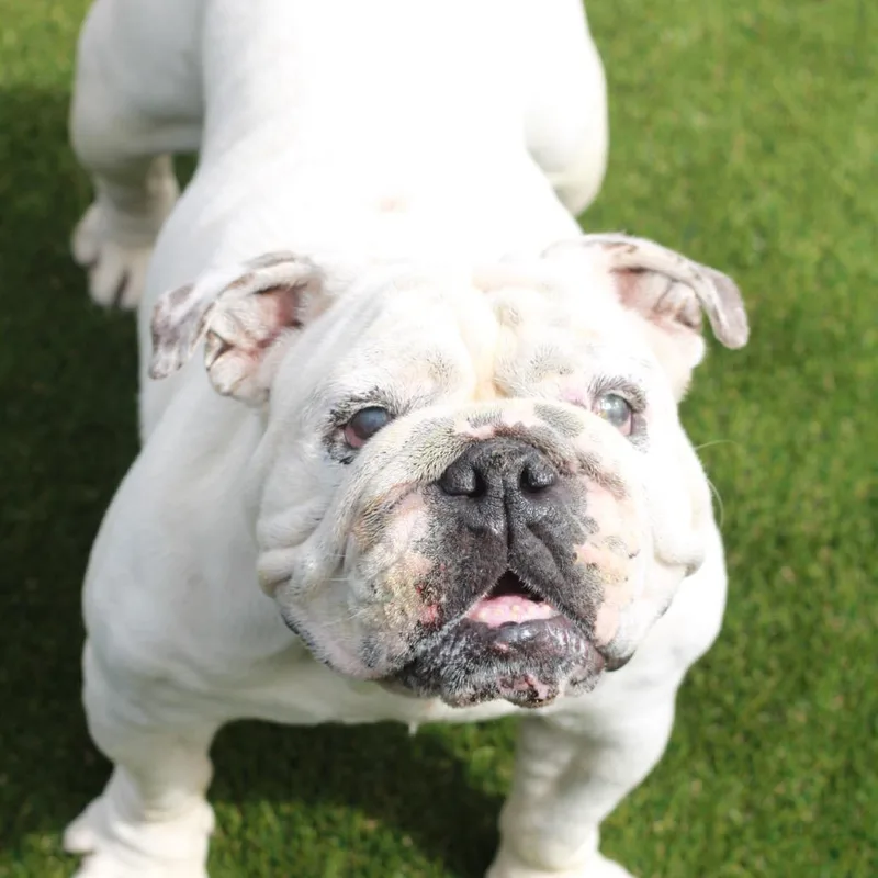 An adult small-sized female White / Cream English Bulldog dog named Monica for adoption in LOXAHATCHEE, FL