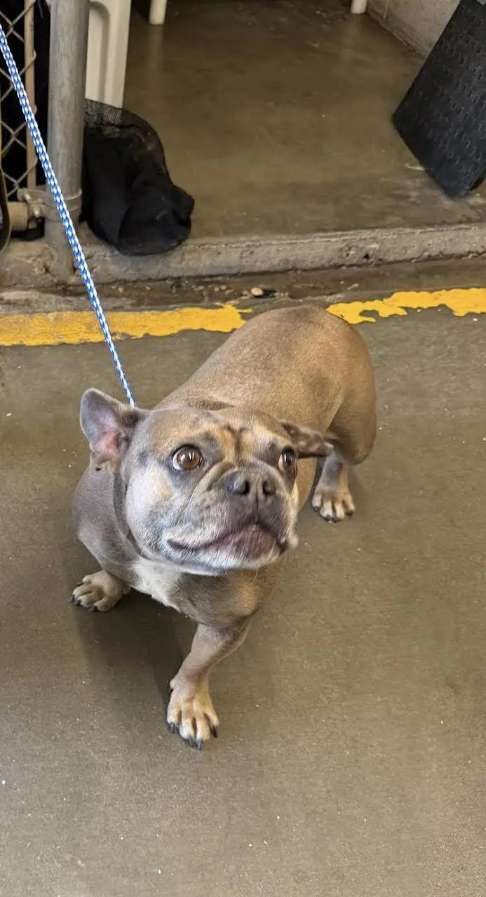 An adult medium-sized female Yellow / Tan / Blond / Fawn French Bulldog dog named Jo for adoption in Oakdale, CA