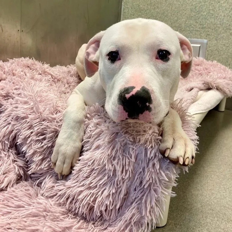 An adult medium-sized male White / Cream Pit Bull Terrier dog named P.f. Changs for adoption in Baltimore, MD