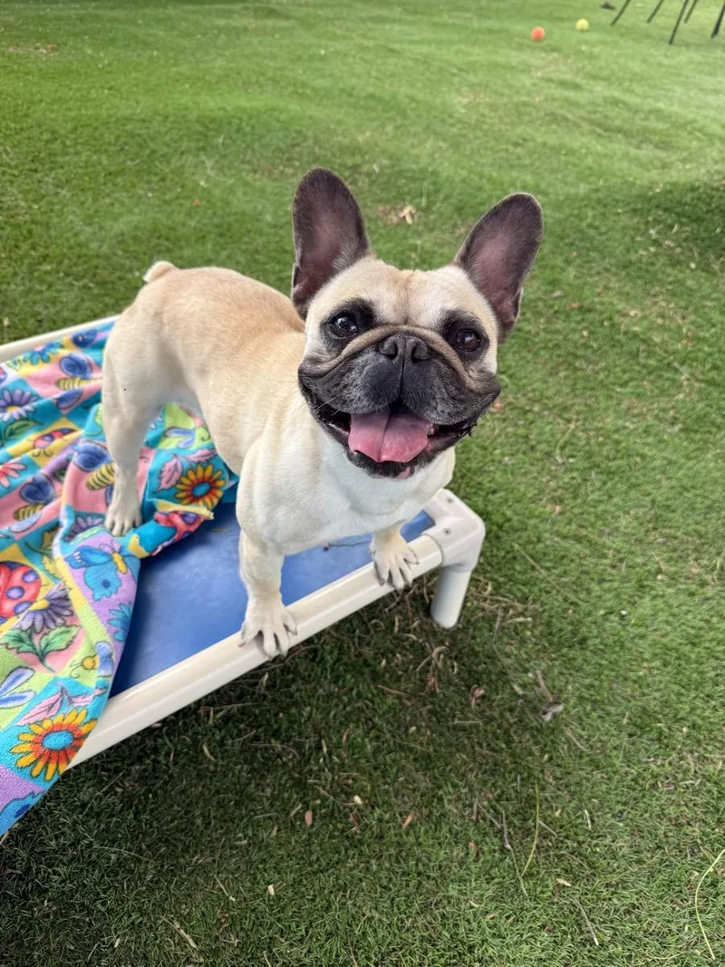 An adult small-sized female Black French Bulldog dog named Margo for adoption in Temecula, CA