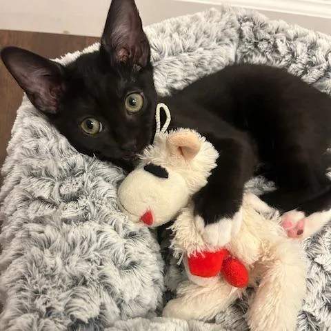 A baby small-sized male Black Domestic Short Hair cat named Boda for adoption in Lynchburg, VA