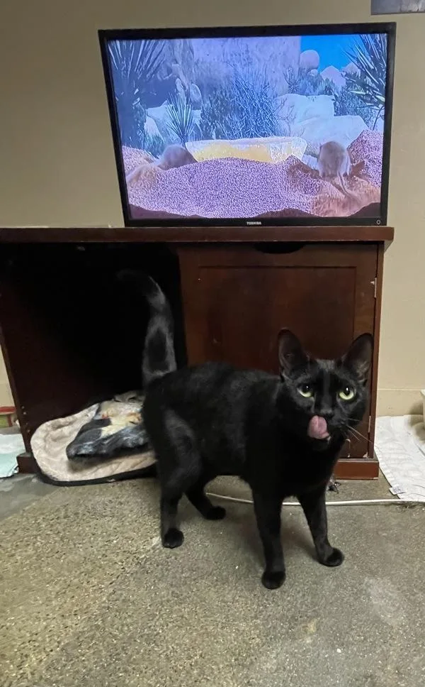 An adult small-sized female Domestic Short Hair cat named Twinner for adoption in Oceanside, CA