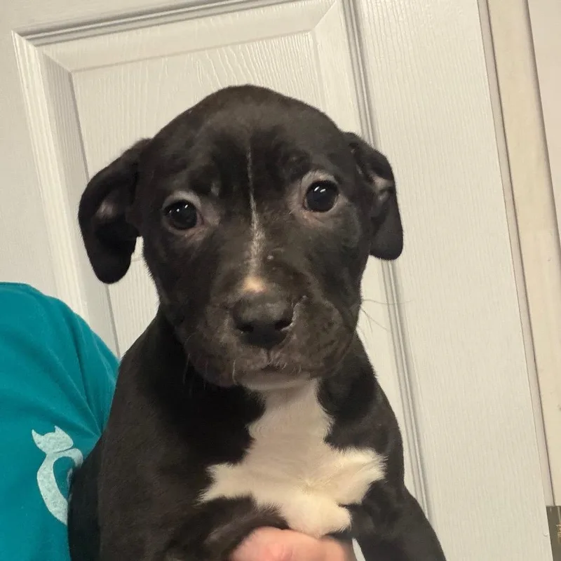 A baby medium-sized male Black Mixed Breed dog named Gibson for adoption in DeKalb, IL