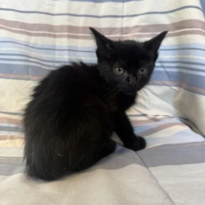Bono