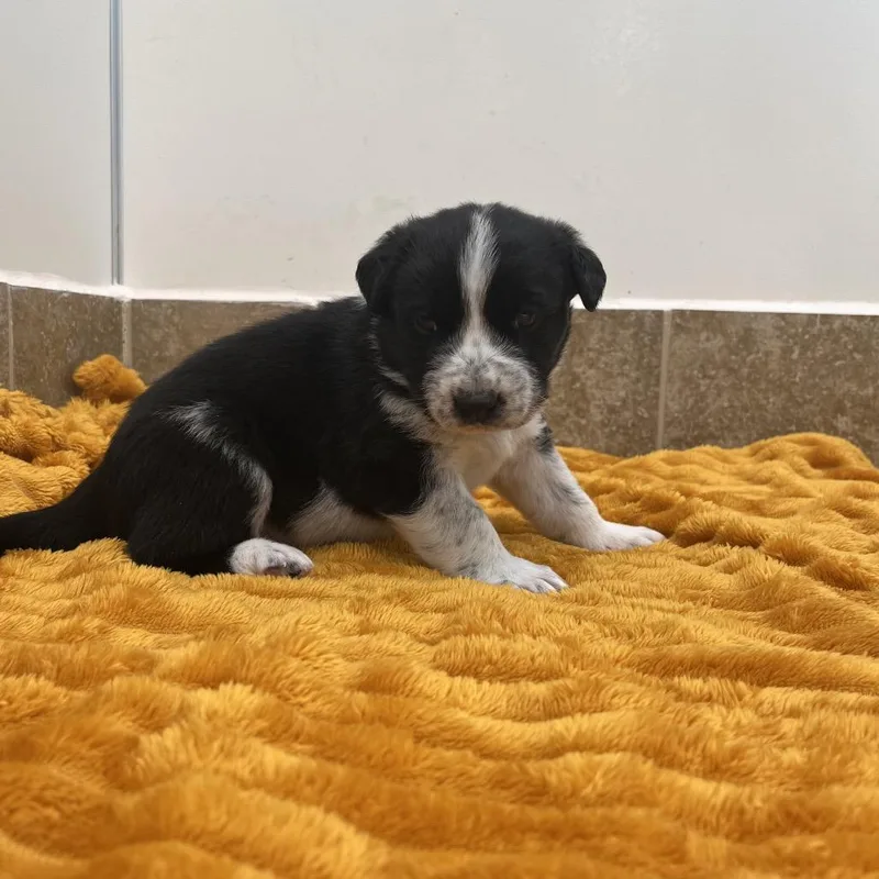 A baby medium-sized female Black Cattle Dog dog named Morlich for adoption in Kanab, UT