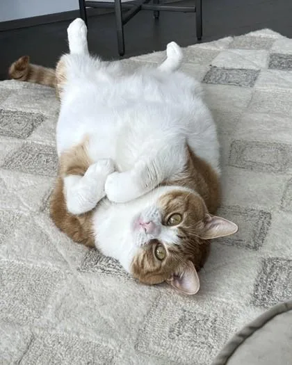 An adult medium-sized female American Shorthair cat named Tangie for adoption in Washington, DC