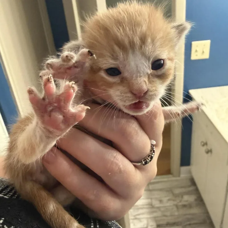 A baby small-sized female Orange / Red Domestic Short Hair cat named Solana for adoption in Hinesville, GA