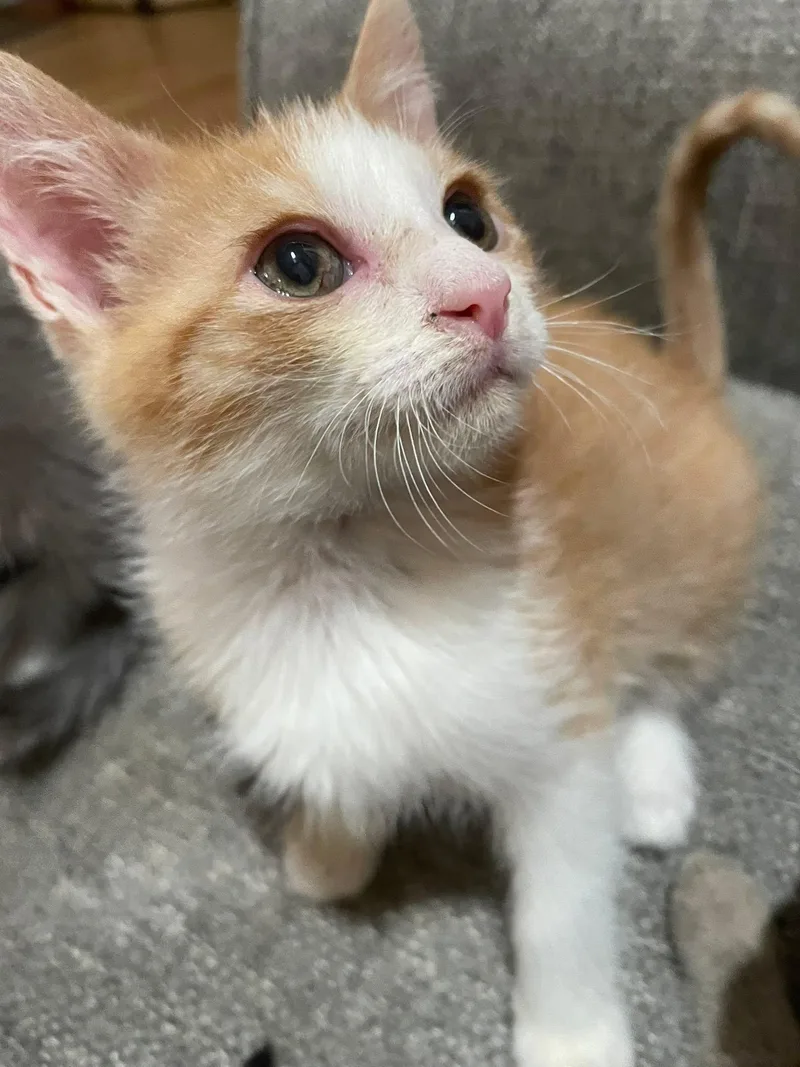 A baby medium-sized male Orange & White Domestic Short Hair cat named Willem for adoption in Concord, NC