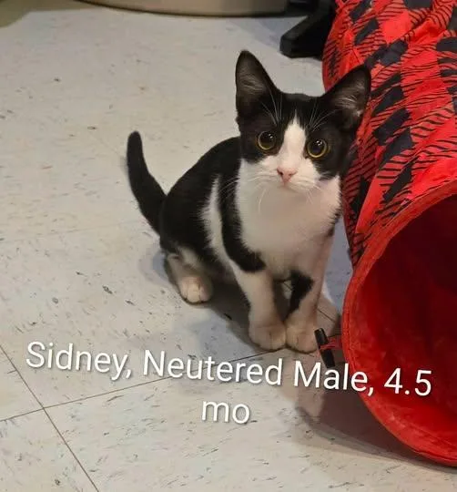 A young medium-sized male Black & White / Tuxedo Domestic Short Hair cat named Sidney for adoption in Amherst, VA