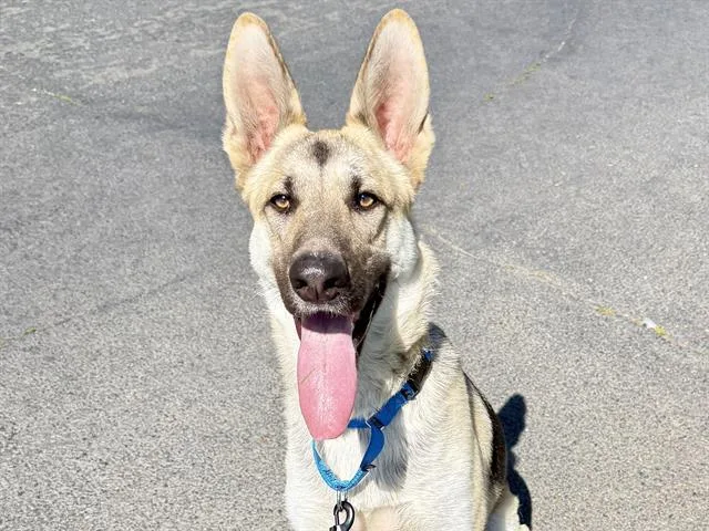 A young large-sized female German Shepherd Dog dog named Chloe for adoption in Martinez, CA