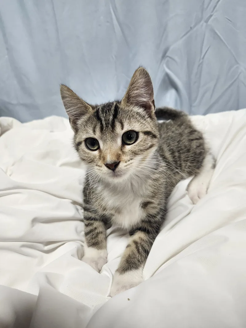 A baby medium-sized female Tabby (Brown / Chocolate) Domestic Short Hair cat named Mellow for adoption in Cosby, TN