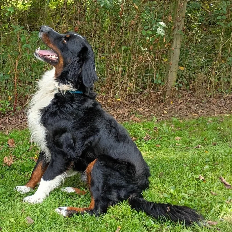 An adult large-sized male Tricolor (Brown, Black, & White) Australian Shepherd dog named Quinn for adoption in Maynardville, TN