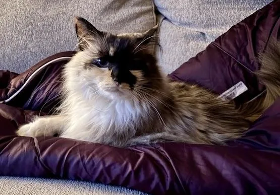 A senior medium-sized female Calico Ragdoll cat named Smudge for adoption in BLACK MOUNTAIN, NC