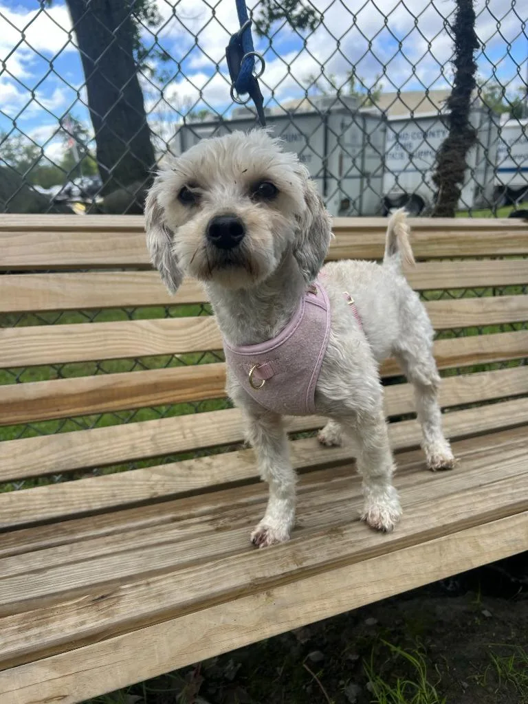 A young medium-sized female Shih Tzu dog named Sol for adoption in Pomona, NY