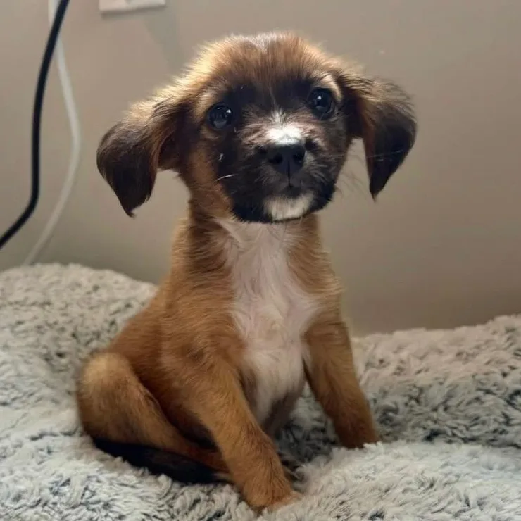 A baby small-sized female Golden Border Terrier dog named Sunny☀️  Pure Sunshine for adoption in Carolina, PR