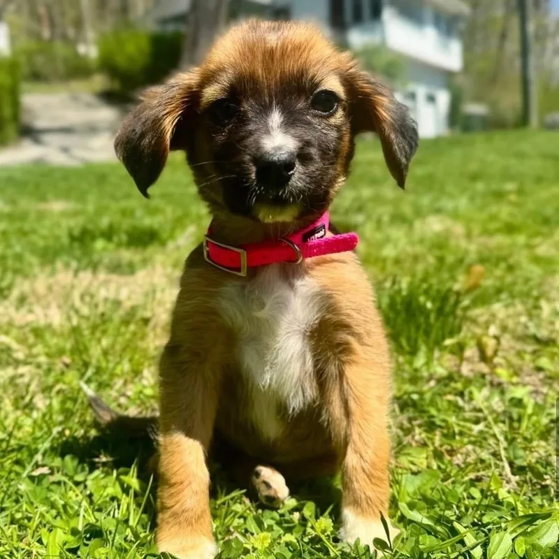 Sunny☀️  Pure Sunshine thumbnail 2