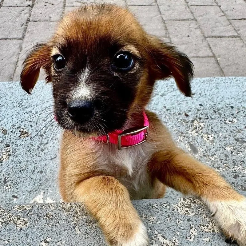 Sunny☀️  Pure Sunshine thumbnail 4