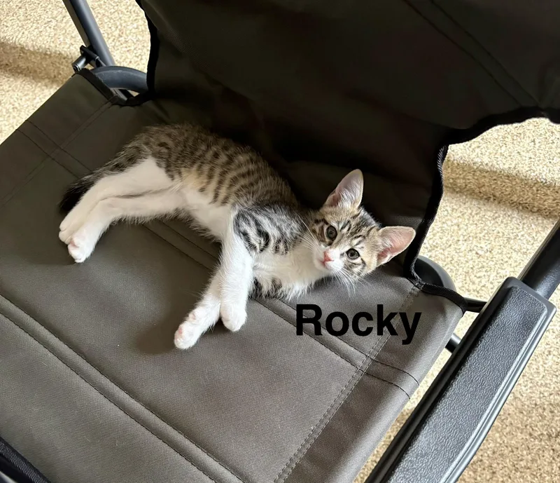 A baby small-sized male Tabby (Brown / Chocolate) Tabby cat named Rocky for adoption in Queen Creek, AZ