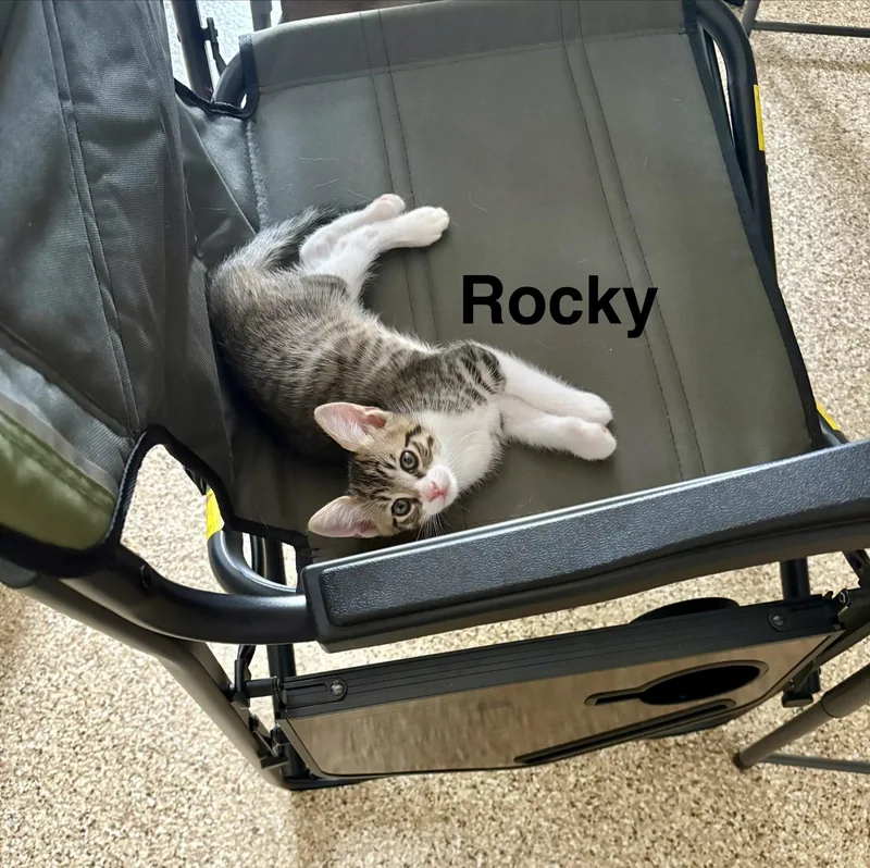 Rocky thumbnail 2