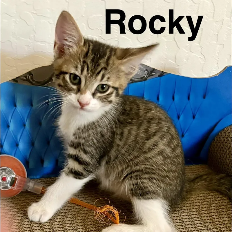 Rocky thumbnail 3