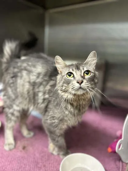 An adult large-sized female Domestic Short Hair cat named Lily Star for adoption in Munster, IN