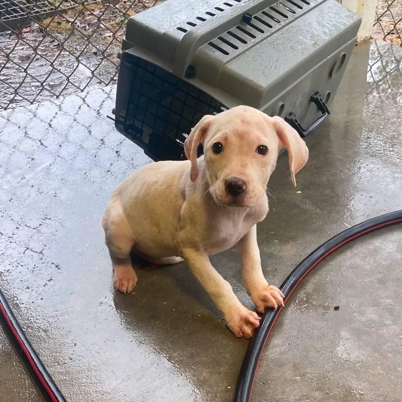 Juno