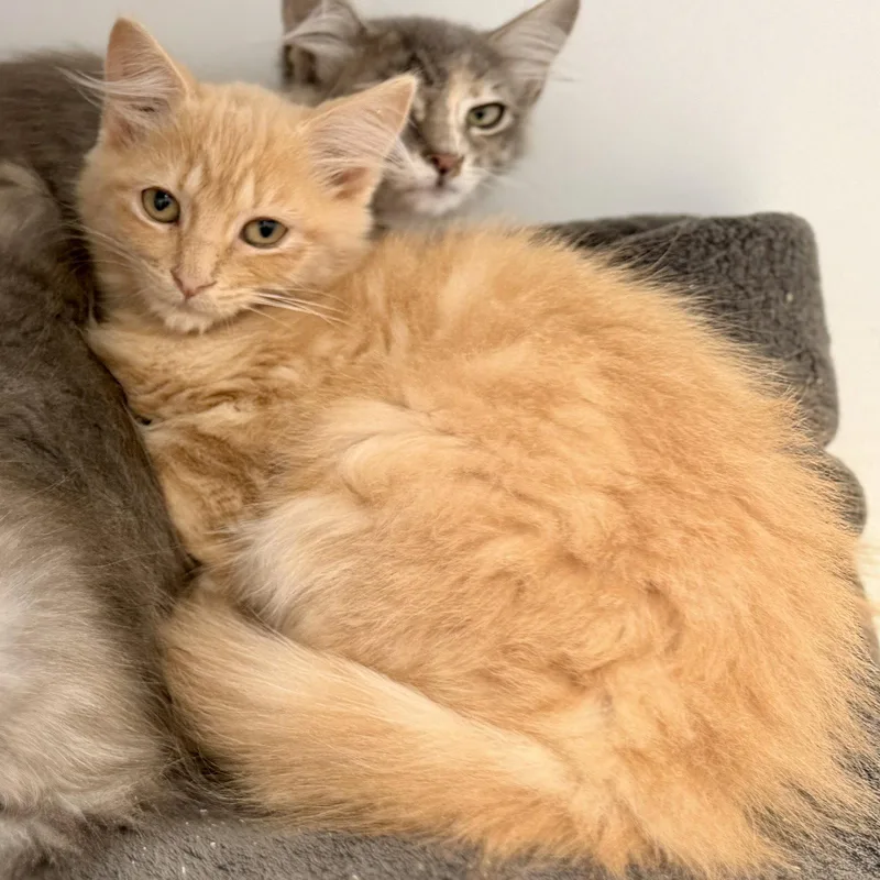A baby small-sized male Orange / Red Domestic Medium Hair cat named Jaime for adoption in Oakland, CA