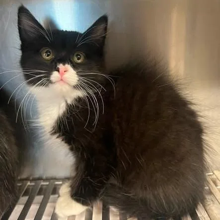 A baby small-sized male Black Domestic Short Hair cat named 26-1026 for adoption in Los Banos, CA