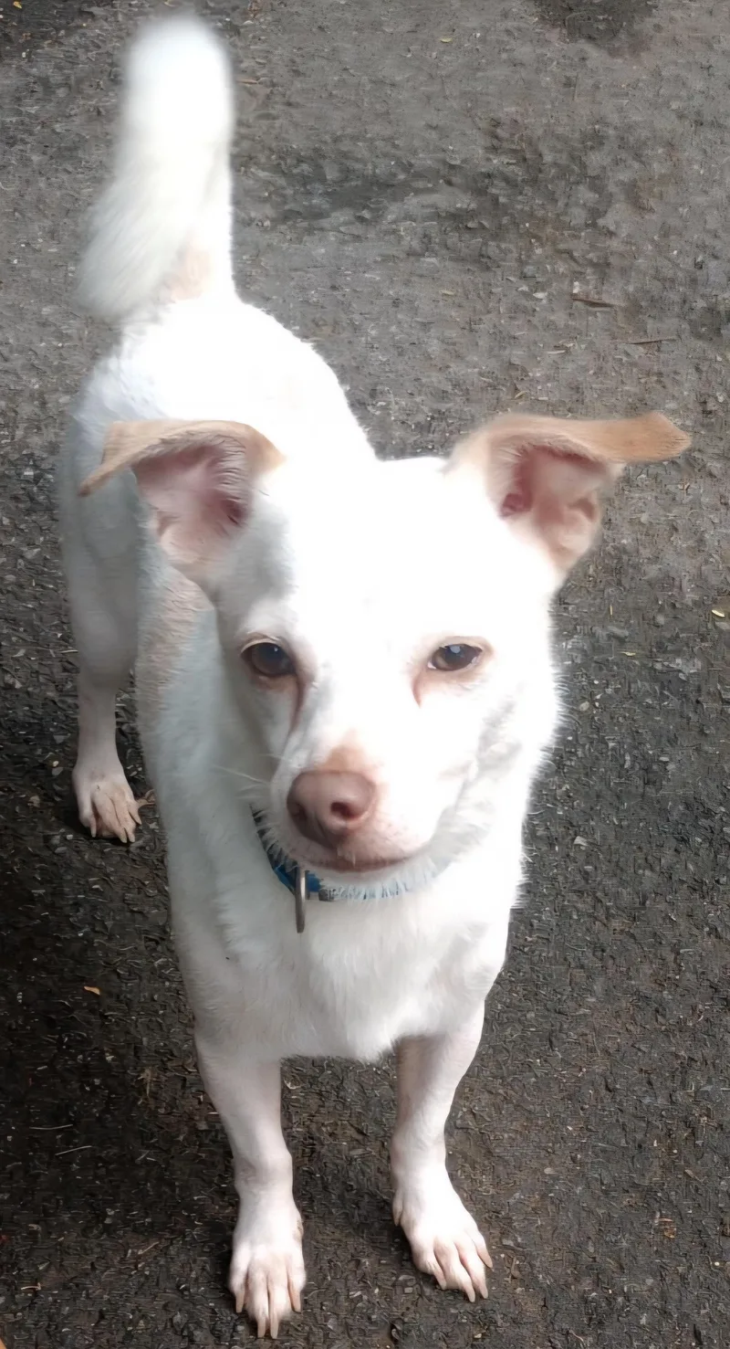 Polo "your Best Buddy." thumbnail 3