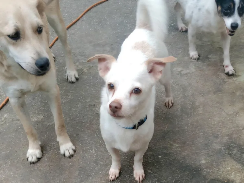 Polo "your Best Buddy." thumbnail 5