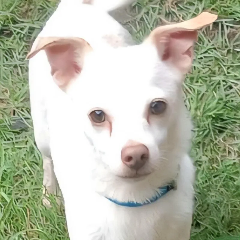 Polo "your Best Buddy."