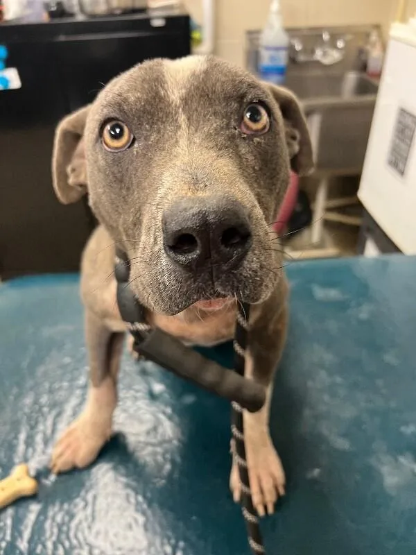 An adult medium-sized male Gray / Blue / Silver Mixed Breed dog named Flanagan for adoption in Mobile, AL