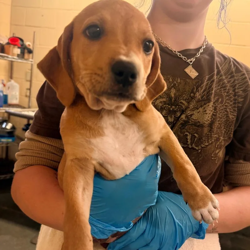A baby small-sized female Yellow / Tan / Blond / Fawn Mixed Breed dog named Storm for adoption in Corinth, MS