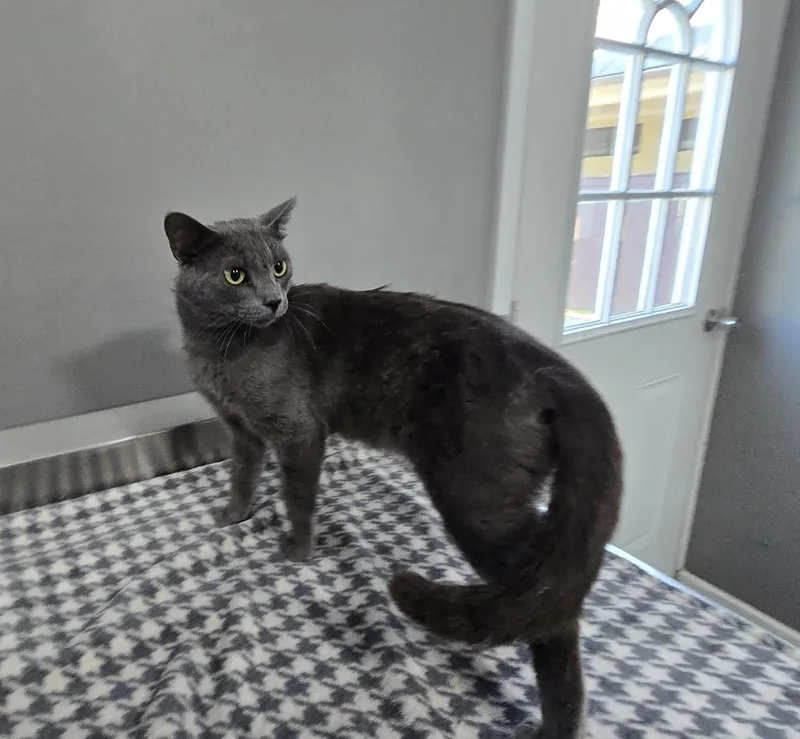 An adult large-sized male Gray / Blue / Silver Domestic Short Hair cat named Bart for adoption in Dickson, TN