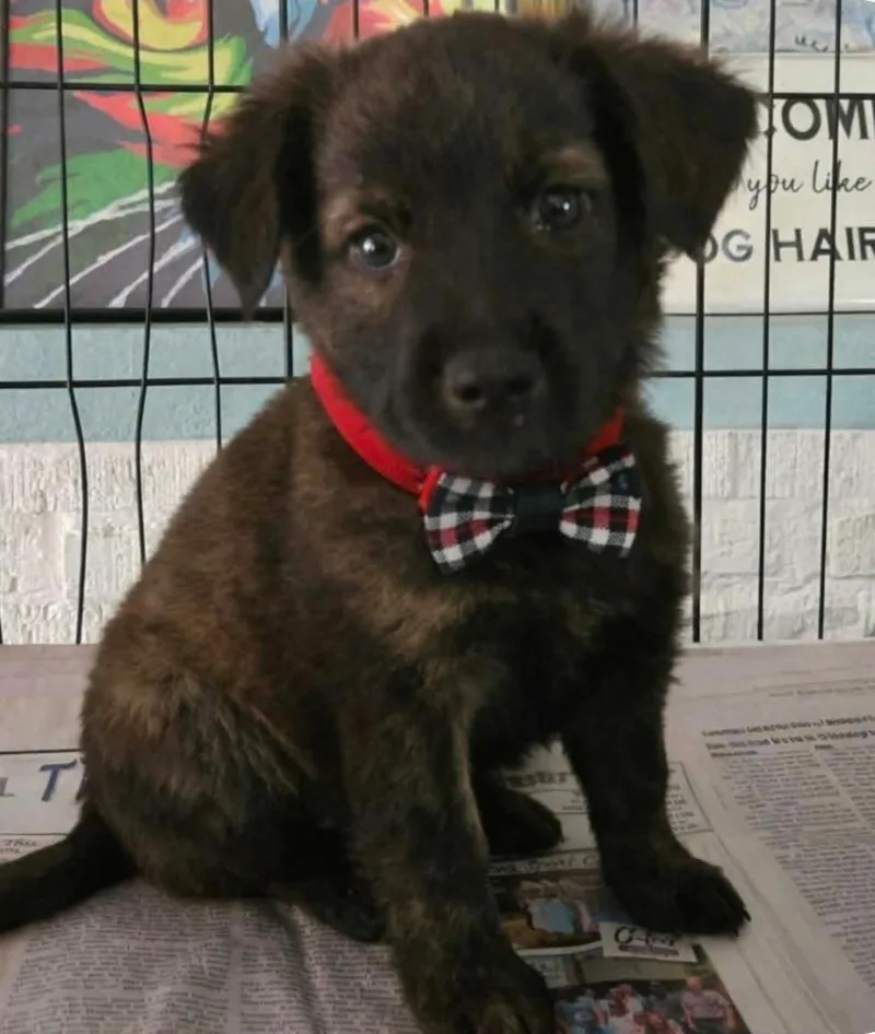 A baby medium-sized male Shepherd dog named Zion for adoption in El Dorado, AR