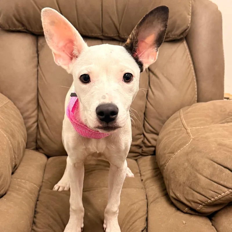 A baby small-sized female White / Cream Pit Bull Terrier dog named Tumble for adoption in Edwardsville, IL