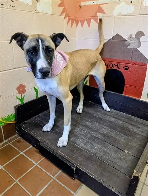 A young medium-sized female Black Mouth Cur dog named Matilda for adoption in Castaic, CA