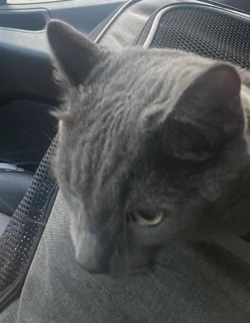 Marvin