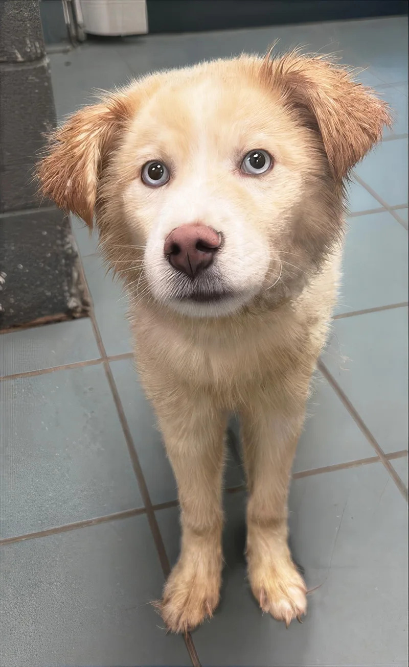 A young small-sized male Brown / Chocolate Mixed Breed dog named Bingo for adoption in Nashville, TN