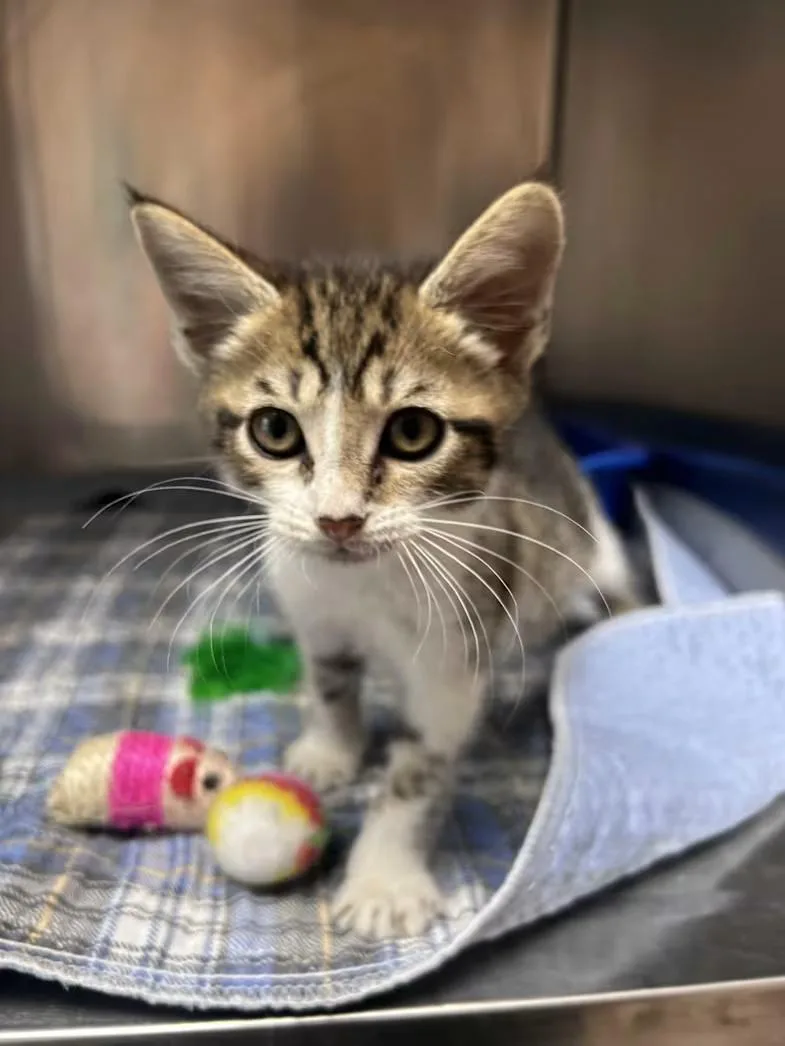 A baby medium-sized male Tabby (Brown / Chocolate) Domestic Short Hair cat named Bucky for adoption in Greensboro, NC