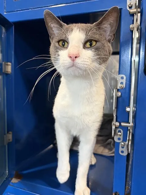 A young small-sized male Domestic Short Hair cat named Charlie for adoption in Westminster, MD