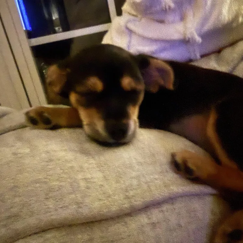 A baby small-sized female Chihuahua dog named Camellia for adoption in Fayetteville, GA