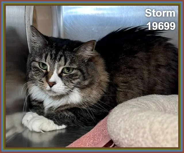 Storm thumbnail 4
